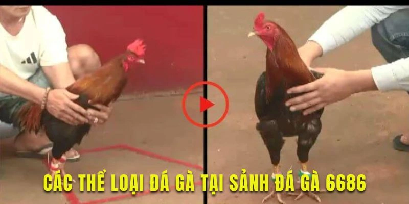 Khám phá các thể loại đá gà hấp dẫn tại nền tảng 6686