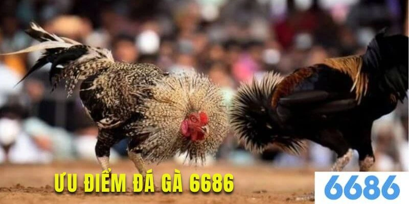 Khám phá ưu điểm nổi bật tại sảnh đá gà nền tảng 6686